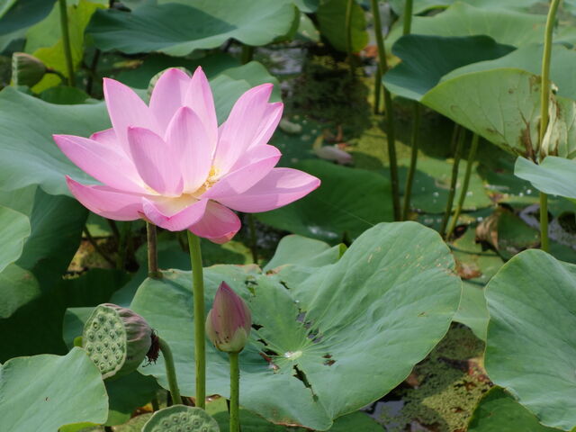 蓮_あつかし千年公園