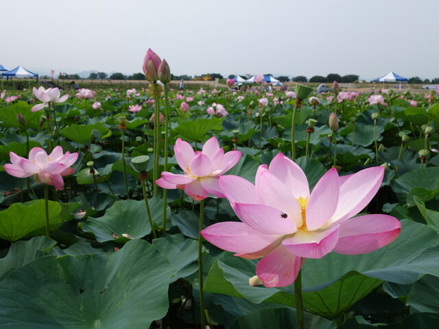 蓮_あつかし千年公園