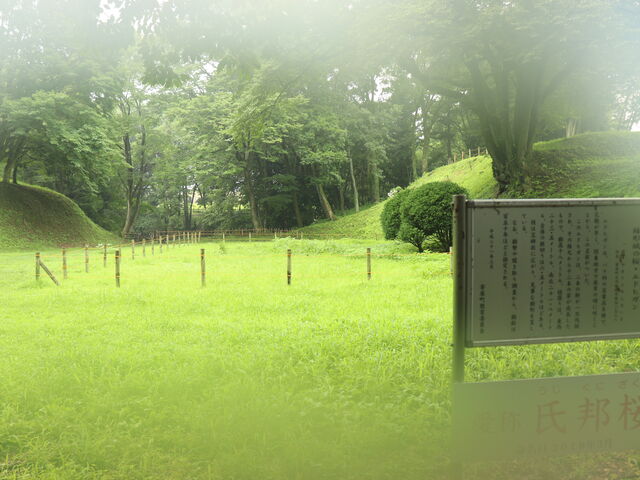 hydeさんのエドヒガン(氏邦桜)の投稿写真1