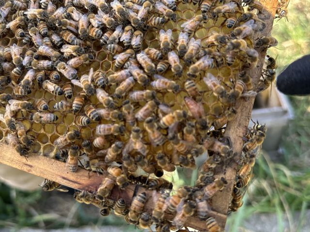 数万匹の中に1匹の女王蜂と数匹のオスの蜂_berich養蜂場 丹波篠山
