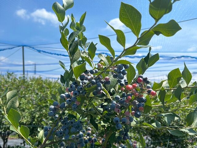 初めて見ました!_ブルーベリー畑 まーるいかんぱにー