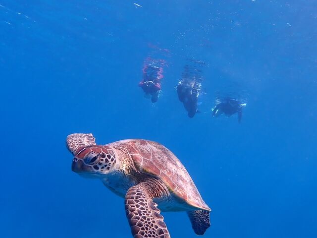 ウミガメ発見_いよんち