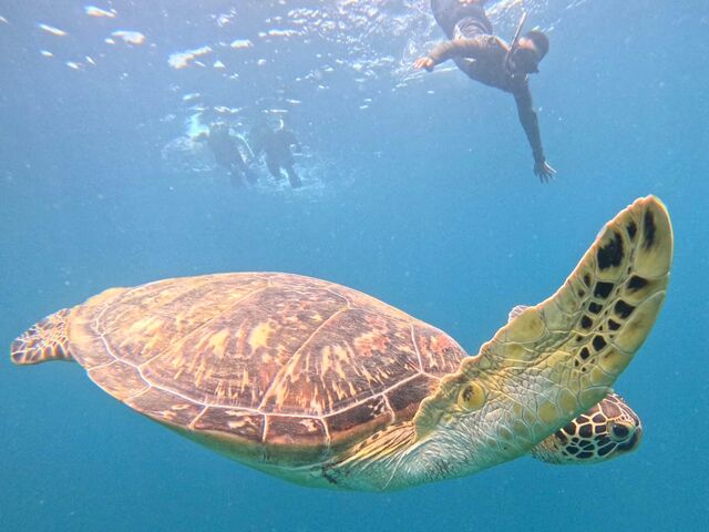 ウミガメ遭遇率100%とのことでした。さすがです!_KANTA石垣島