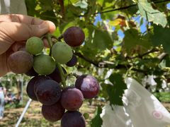 ちひろさんの矢口果樹園への投稿写真1