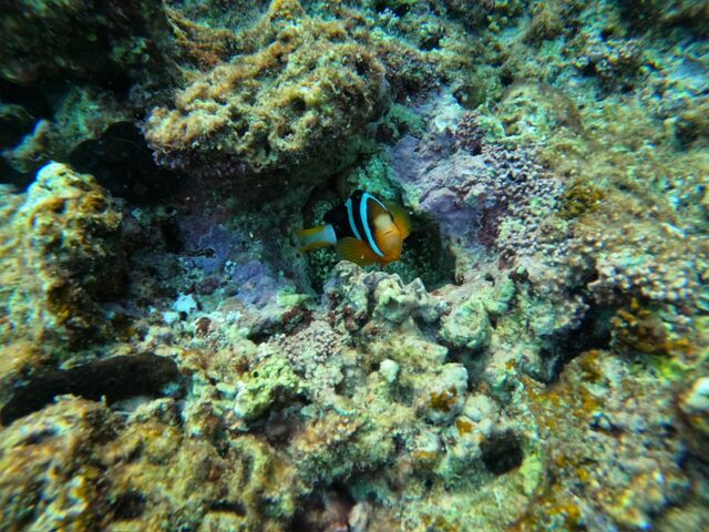 綺麗な魚_沖縄マリンサービス碧