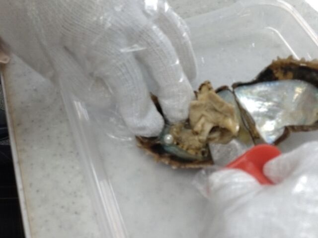 貝を開けている様子です。自分の時は開いた貝を持ち帰るか聞かれました。_パールファルコ伊勢店