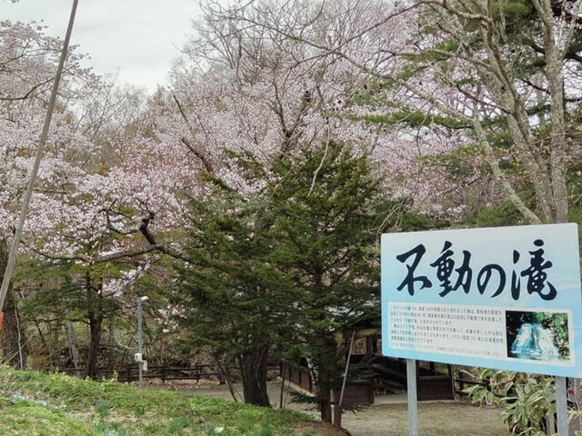 咲き誇る桜の木です_不動の滝
