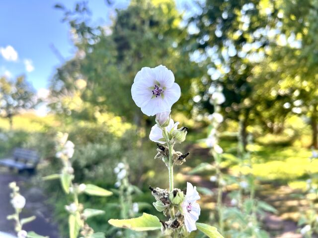 アタレバー・ドーヴさんの夕張川河畔広場(ホワイトガーデン)の投稿写真1