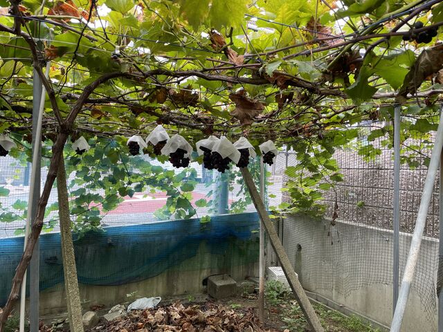 種無しはこれだけ_中野(中宗)農園(柏原市観光ぶどうセンター太平寺支部)
