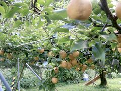 土本観光果樹園の写真1