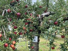 加藤農園の写真1