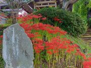 あきぼうさんの東山公園の投稿写真1