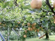 くるみさんの土本観光果樹園の投稿写真1