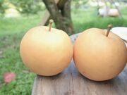 くるみさんの土本観光果樹園の投稿写真2