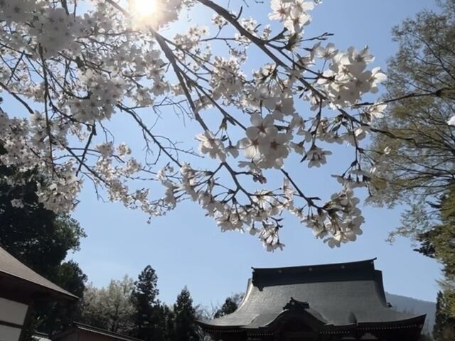 桜が咲いていました。_篠座神社