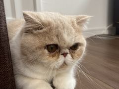 ちーさんの猫カフェ にゃーにゃーにゃーへの投稿写真1