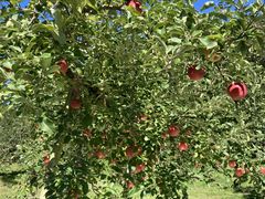 ヒロミさんの仲野りんご園への投稿写真1