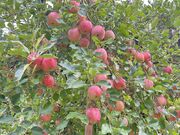 なおさんの佐川果樹園の投稿写真2