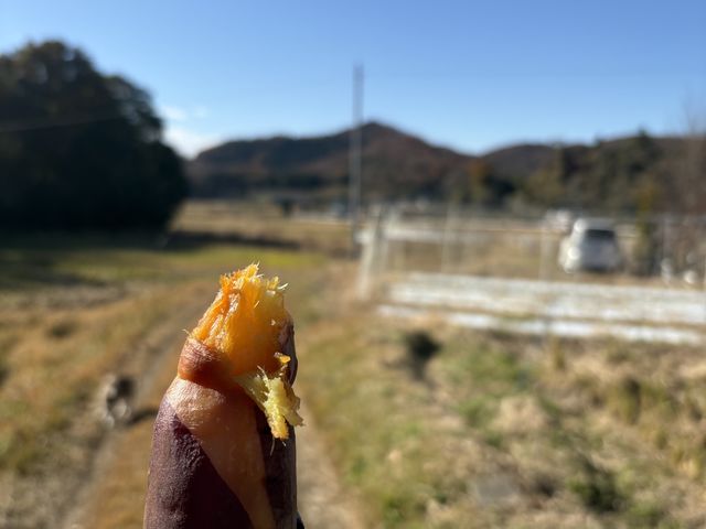 美味しい焼き芋!_里山農園やぎファーム