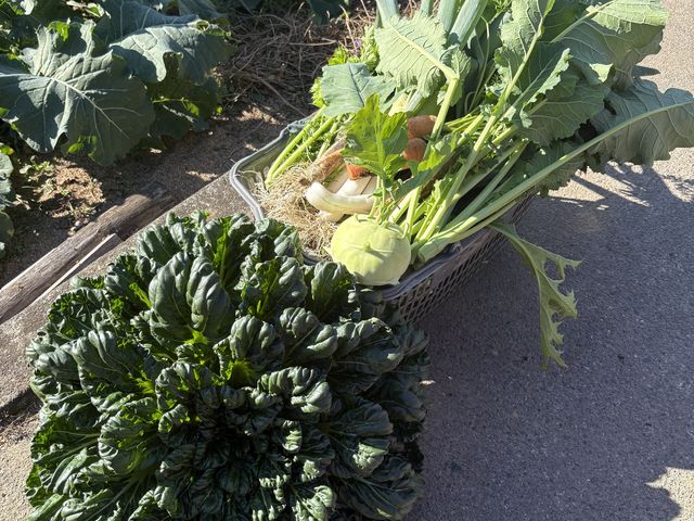 沢山の野菜!!_里山農園やぎファーム