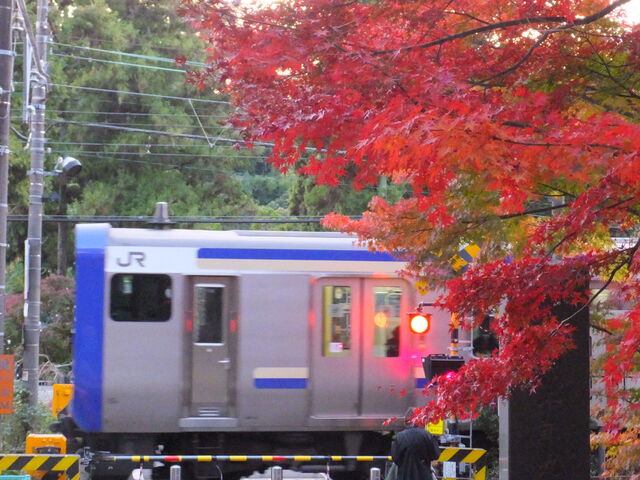 北鎌倉を出発した横須賀線と紅葉_JR北鎌倉駅