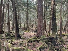 富士山ネイチャーツアーズの写真2
