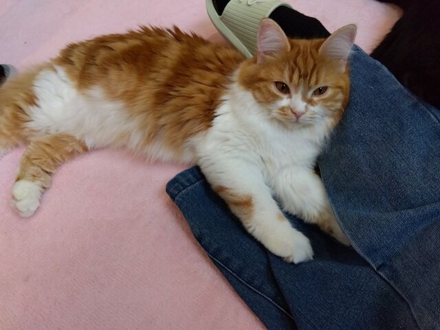 伸ばした足を枕にして、リラックス〜♪かわいい!_猫カフェ招き猫