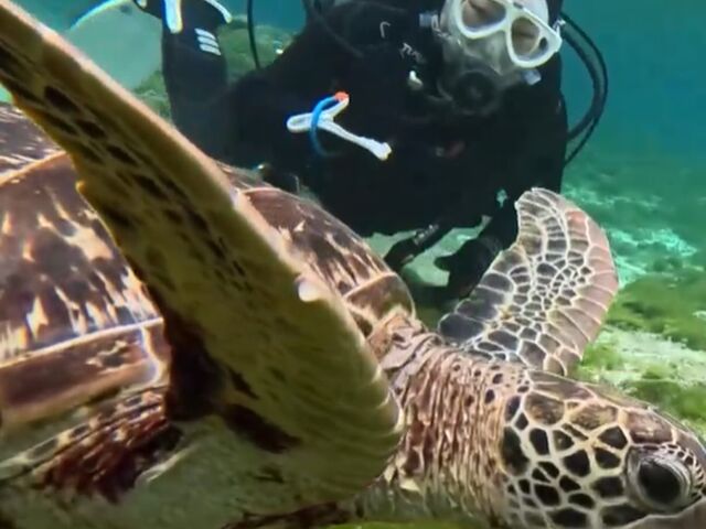 海ガメさんと一緒に泳げました。_宮古島ダイビングYOSHI(よっしー)