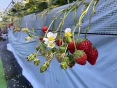 みっすーさんのくだもんちたむらへの投稿写真1