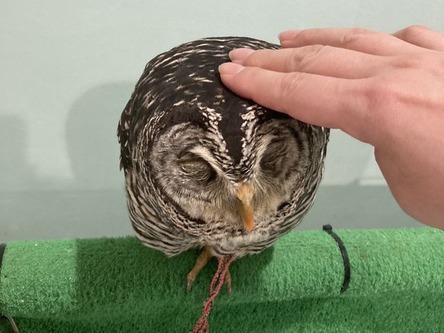 頭をなでなで_フクロウに会える店ふわふわ