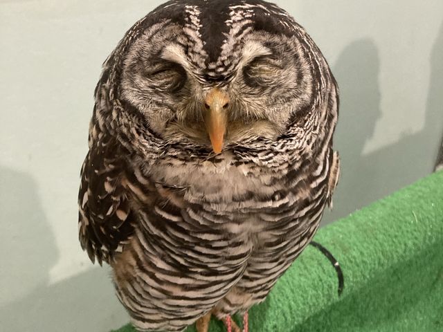 目を細めるのもかわいい_フクロウに会える店ふわふわ