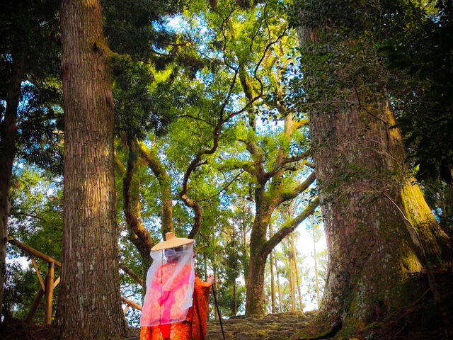たくさんの木々に囲まれた石段を歩きながら、昔の人々の参拝の情景を体験し、心がとても穏やかになりました_那智勝浦町観光案内所