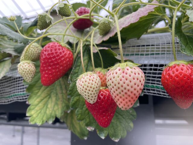 大きくなって赤く成熟していく様子をこどもは学べます_小林いちご園