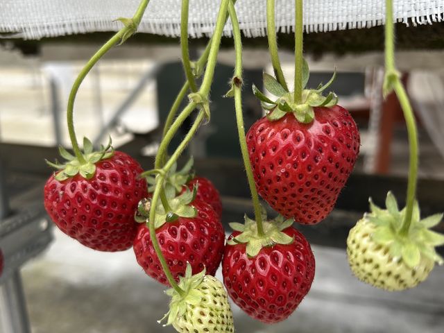 真っ赤な実が沢山ありました_アイエスアグリ いちごの丘