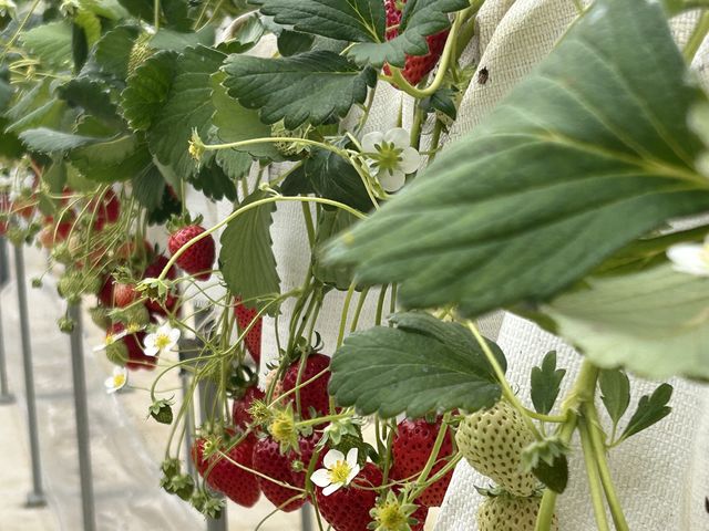 高い位置にある苺棚のお陰で腰の負担もありません。_アイエスアグリ いちごの丘