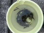 ameさんの等々力緑地釣池の投稿写真1