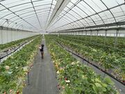niboさんの小林いちご園の投稿写真3