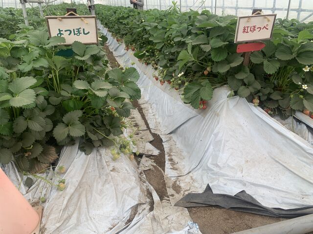 2品種食べ放題、いちごもたくさんあり、大満足です。いちごはみずみずしいですし、最高のいちご狩りでした_石橋農園