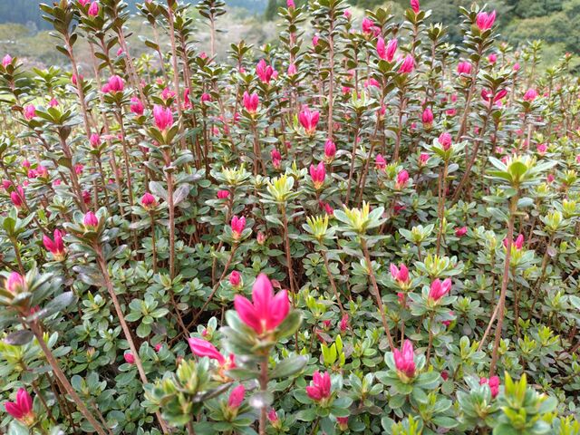 もうちょっとかなぁ〜?_椎八重公園のツツジ