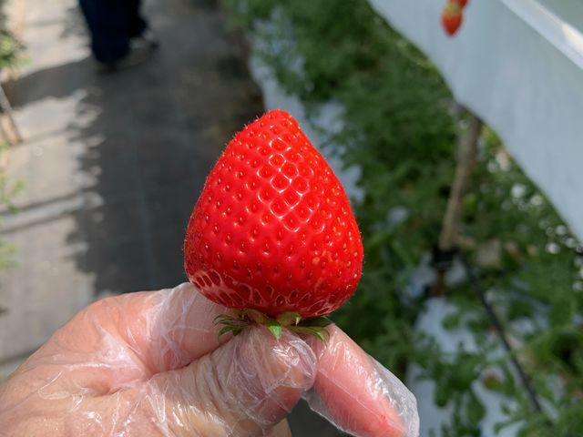 ツヤっつや!_たにい農園