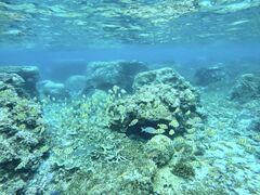 しょうさんのOCEAN LIFEへの投稿写真2