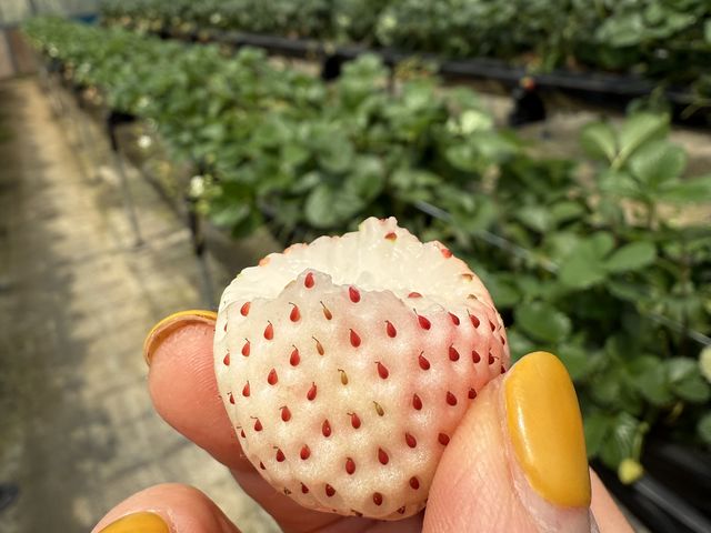 ユキザクラ_阿蘇いちご畑-木之内農園-