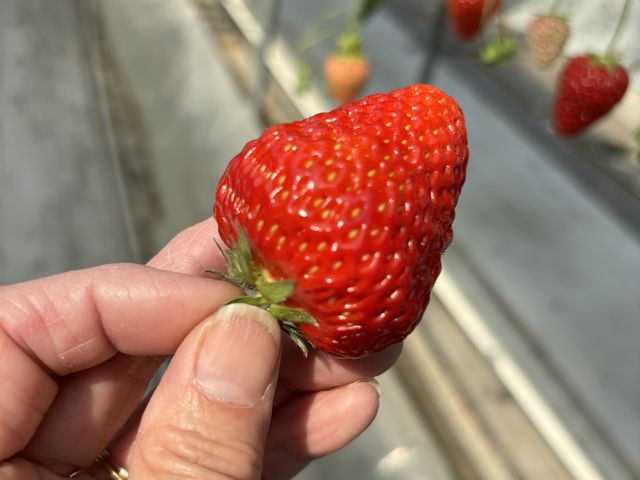 大きくておいしかった_ピーターパンハウス