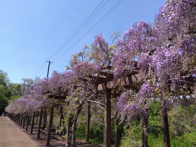 たっちゃんさんの若林公園の投稿写真1