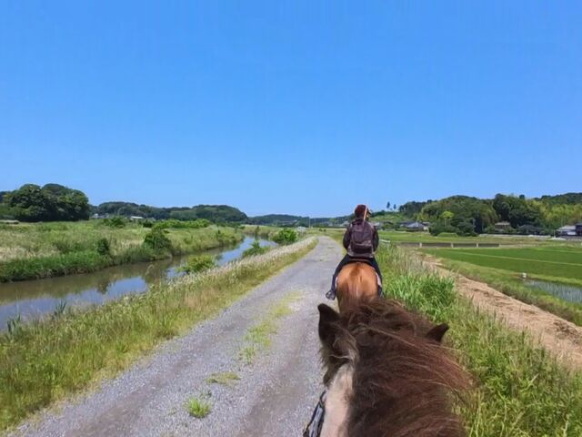 序盤_PONY PLUS