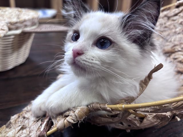 甘えん坊で遊びたがり屋さん_アニマルカフェ マシュマロパンダ
