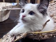 ひーちゃんさんのアニマルカフェ マシュマロパンダの投稿写真1