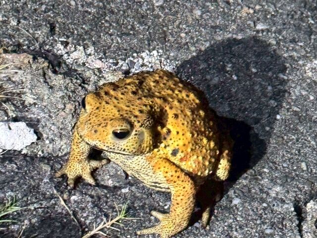カエルがお出迎えしてくれました。_Nami宮古島