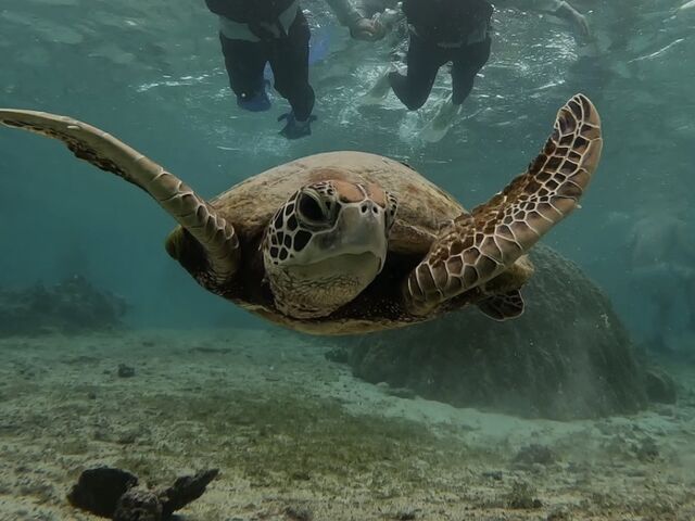 ウミガメ_Nami宮古島