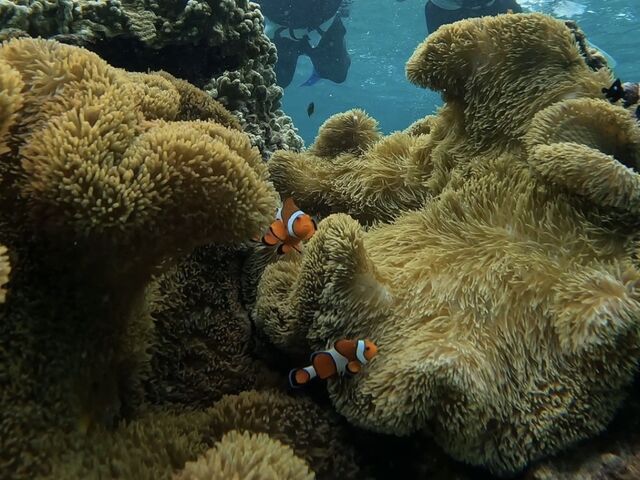ニモ_Nami宮古島